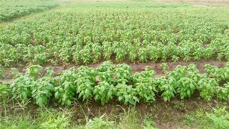 首页- 人生就是博中国官网入口